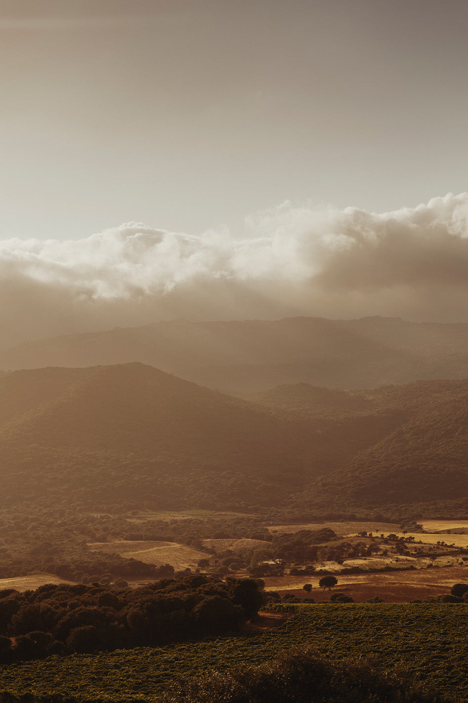 Par for the Corse: The fine wines of Corsica