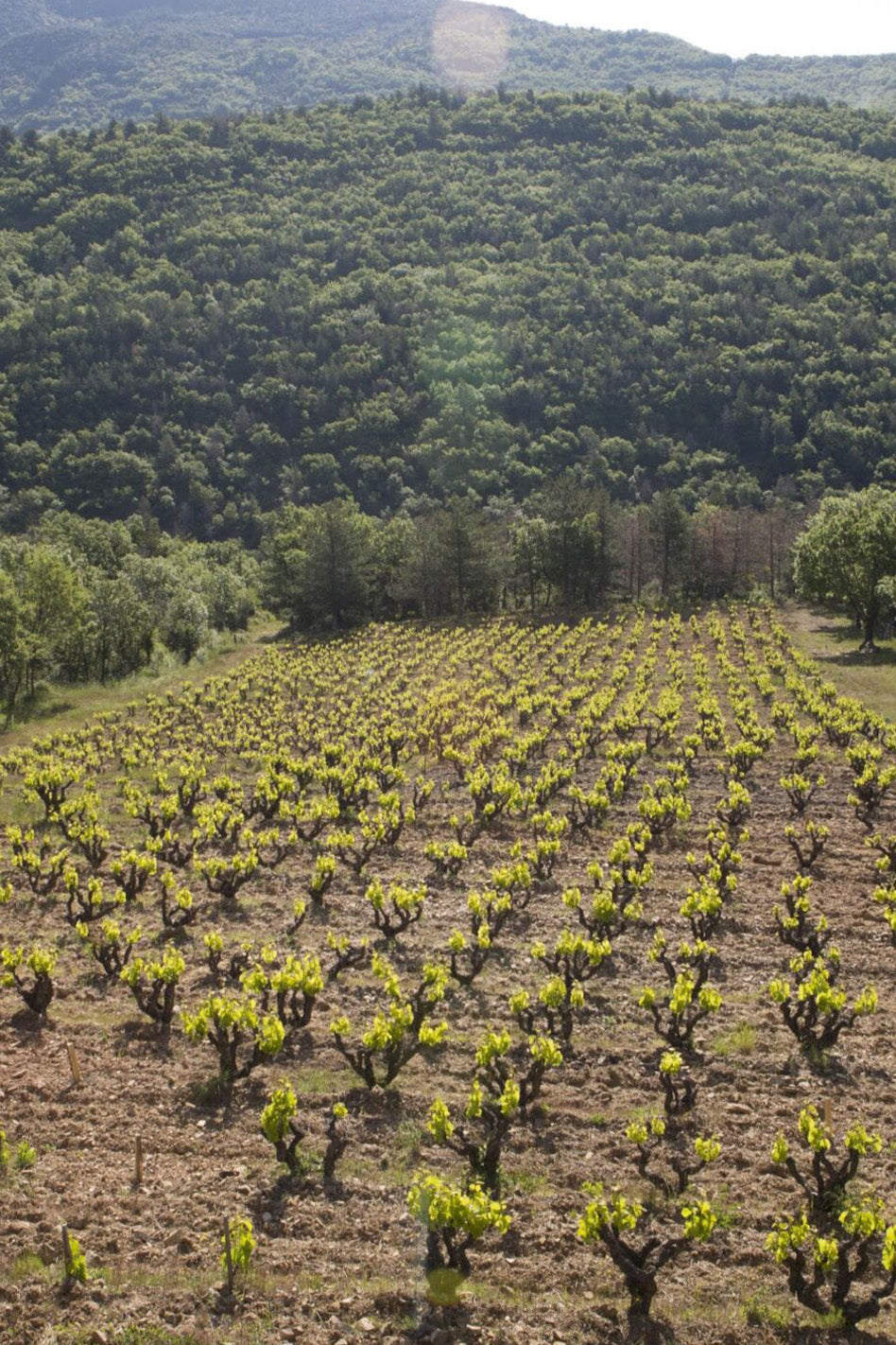 Legends of the Languedoc with Mark Andrew
