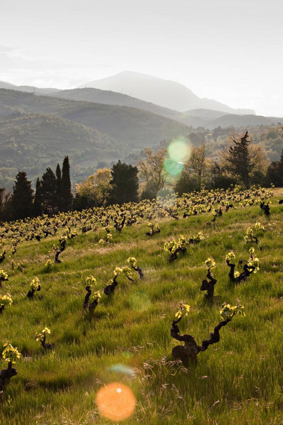 Southern Icon: Roussillon’s Le Soula