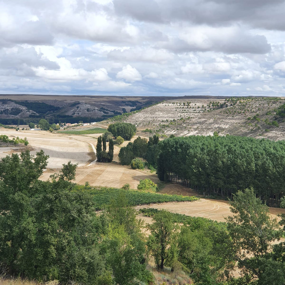 Ribera del Duero with Terry Kandylis