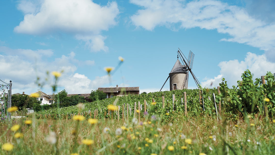 Beaujolais