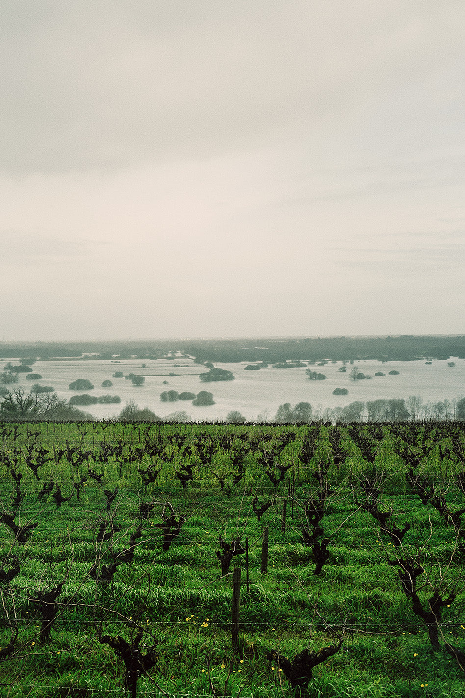 School of Rock: How Muscadet Reinvented Itself as a Serious Terroir Wine (Tuesday 14 May 2024)