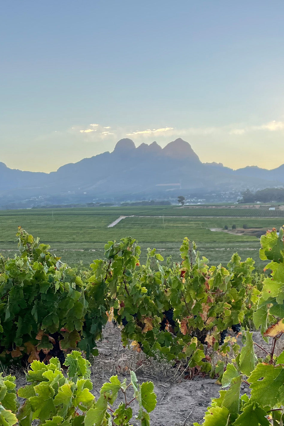 New Wave South African Wines (Thursday 7 March 2024)